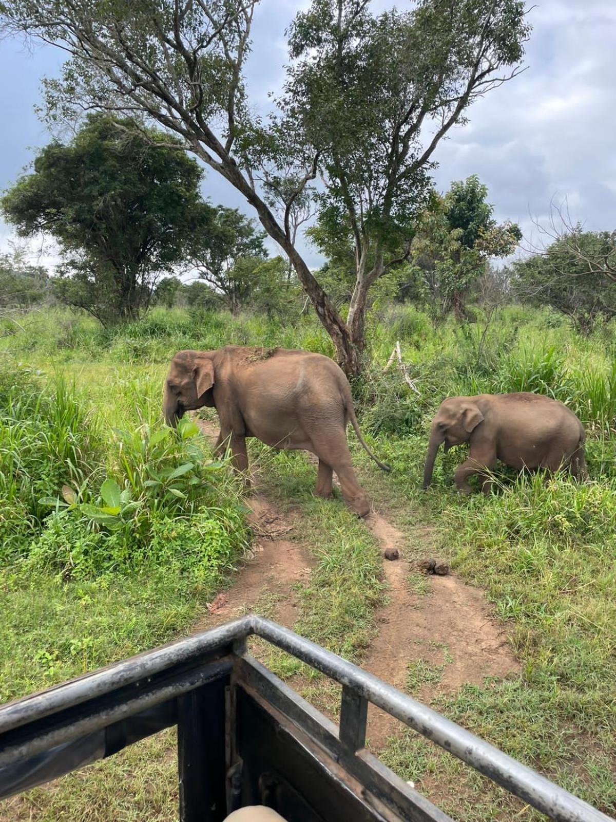 Elephant Safari Lodge Sigiriya Junction Habarana Exterior foto